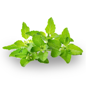 21 leaves